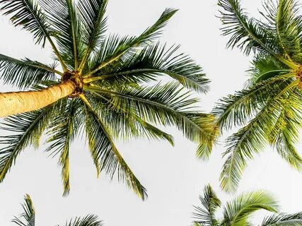 Palmeras