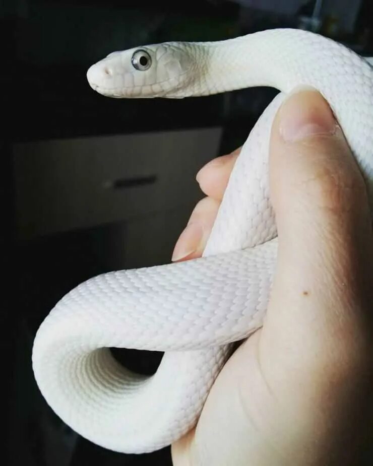 белый техасский полоз. змея техасский полоз. полоз леуцист. техасский полоз альбинос. техасский полоз леуцист.