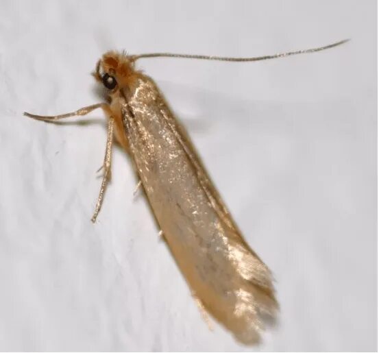 Identify and Get Rid of Clothes Moth Infestation