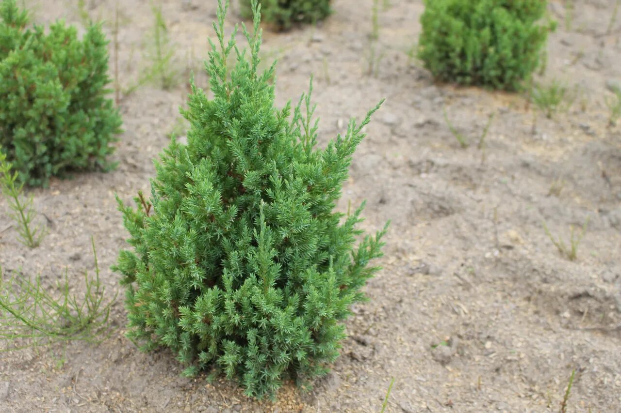 Juniperus chinensis