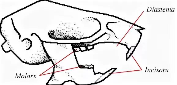 Какую особенность имеют резцы у грызунов. Строение челюсти кролика. Строение крысиной челюсти.