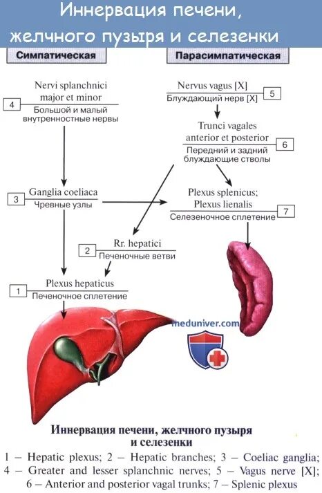 Желчный пузырь селезенка орган. Анатомия желчного пузыря кровоснабжение иннервация. Строение функции печени кровоснабжение печени. Схема желчный пузырь и печень. Иннервация печени и желчного пузыря схема.