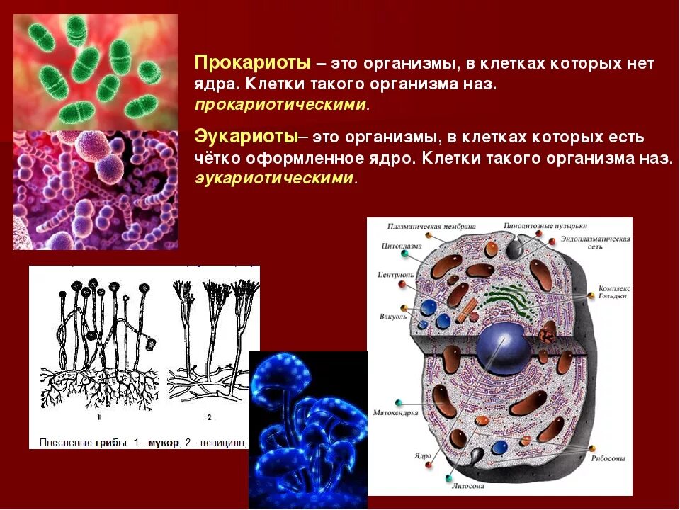 Клетки у которых нет ядра. Клетка организма. Органы доядерных клеток. Организмы в клетках которых есть ядро. Организмы клетки которых содержат оформленное ядро