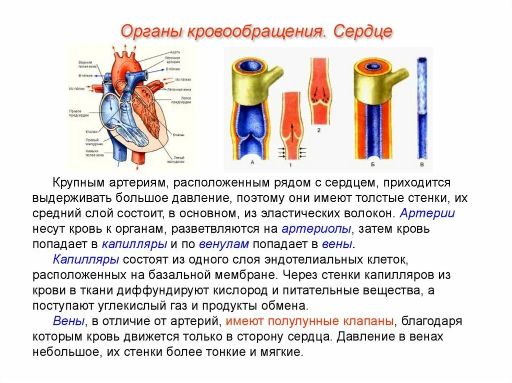 Строение стенки сосудов сердца. Артерии вены капилляры их строение. Артерии и крупные кровеносные сосуды. Клапаны артерий. Сердечные артерии и вены