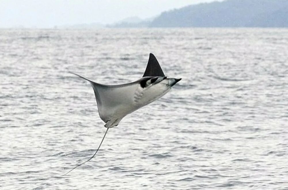 Manta pacific. Скат Мобула. Скат Манта. Скат выпрыгивает из воды. Прыжок ската.