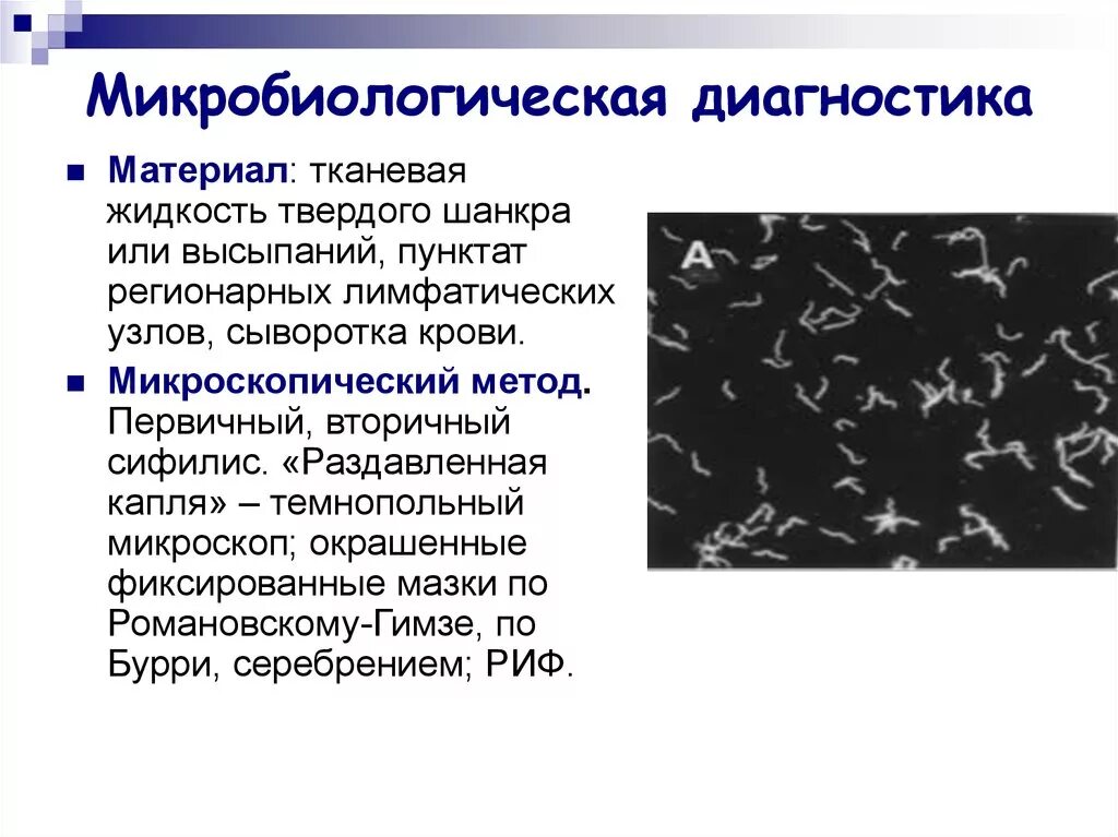 Лептоспиры микробиология морфология. Лабораторные методы исследования при сифилисе. Бледная трепонема (treponema pallidum). Диагностика трепонемы. Диагностика трепонемы.