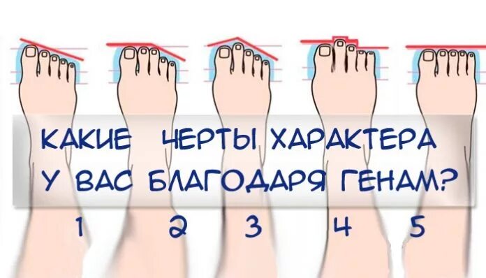 Форма пальцев на ногах. Расположение пальцев на ногах. Правильная форма пальцев ног у человека. По пальцам ног определить характер. Разная форма пальцев на ногах.