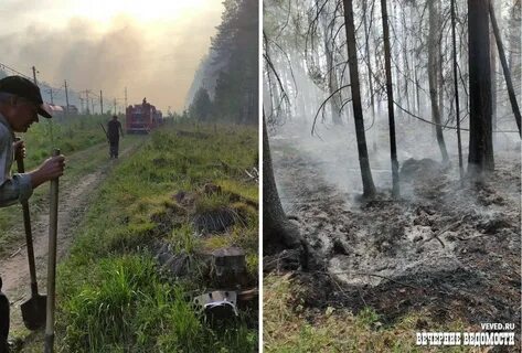 Очевидцы лес