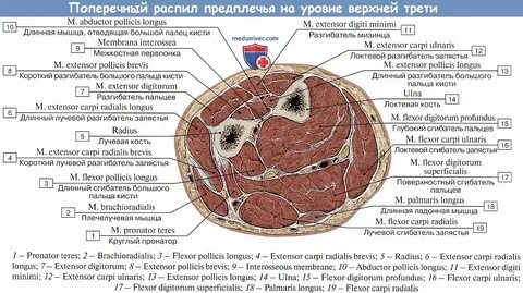 Поперечный срез голени