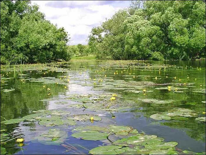 Затянулся пруд