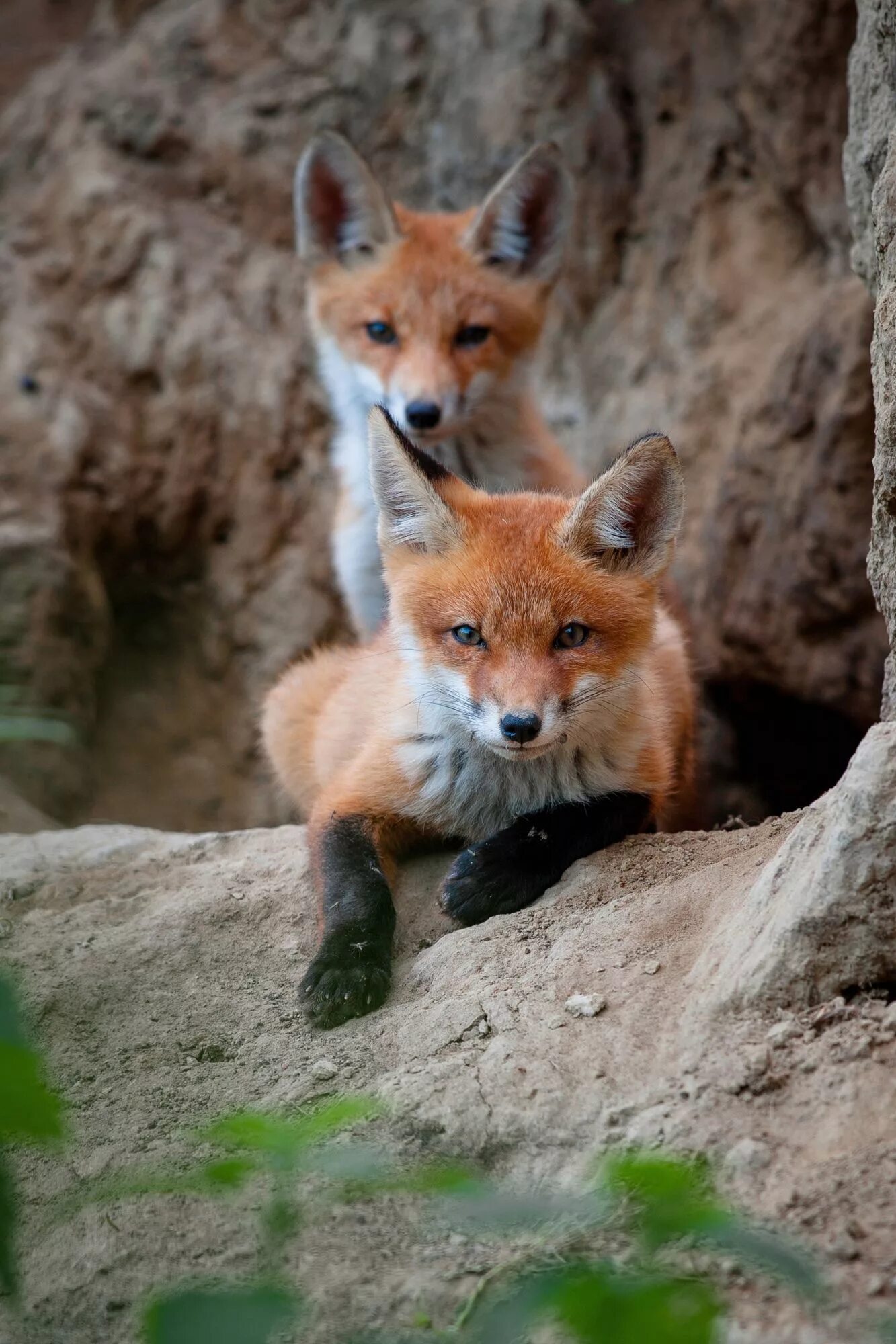 Fox fox фф. Лиси Фокс. Ред Фокс лиса. Лиса с лисятами. Две лисички.