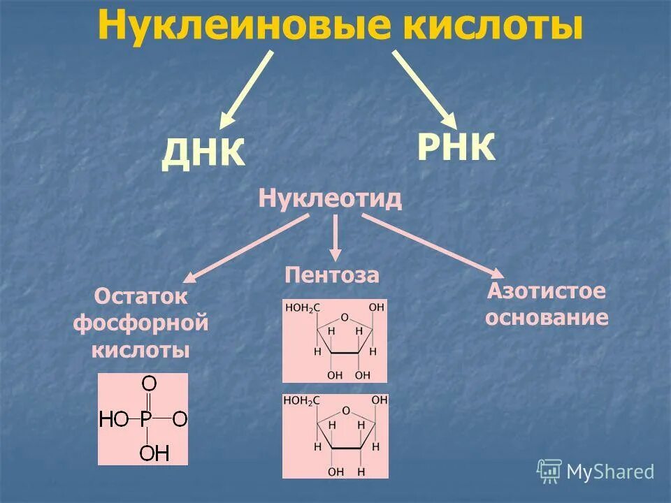 Нуклеотиды углеводы днк