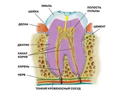 Пульпа жидкость