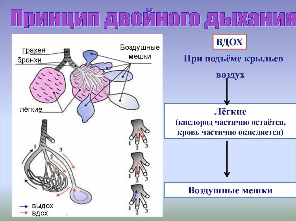 Кровь в легких птиц. Принцип двойного дыхания. Двойное дыхание у птиц. Схема двойного дыхания. Система двойного дыхания у птиц.