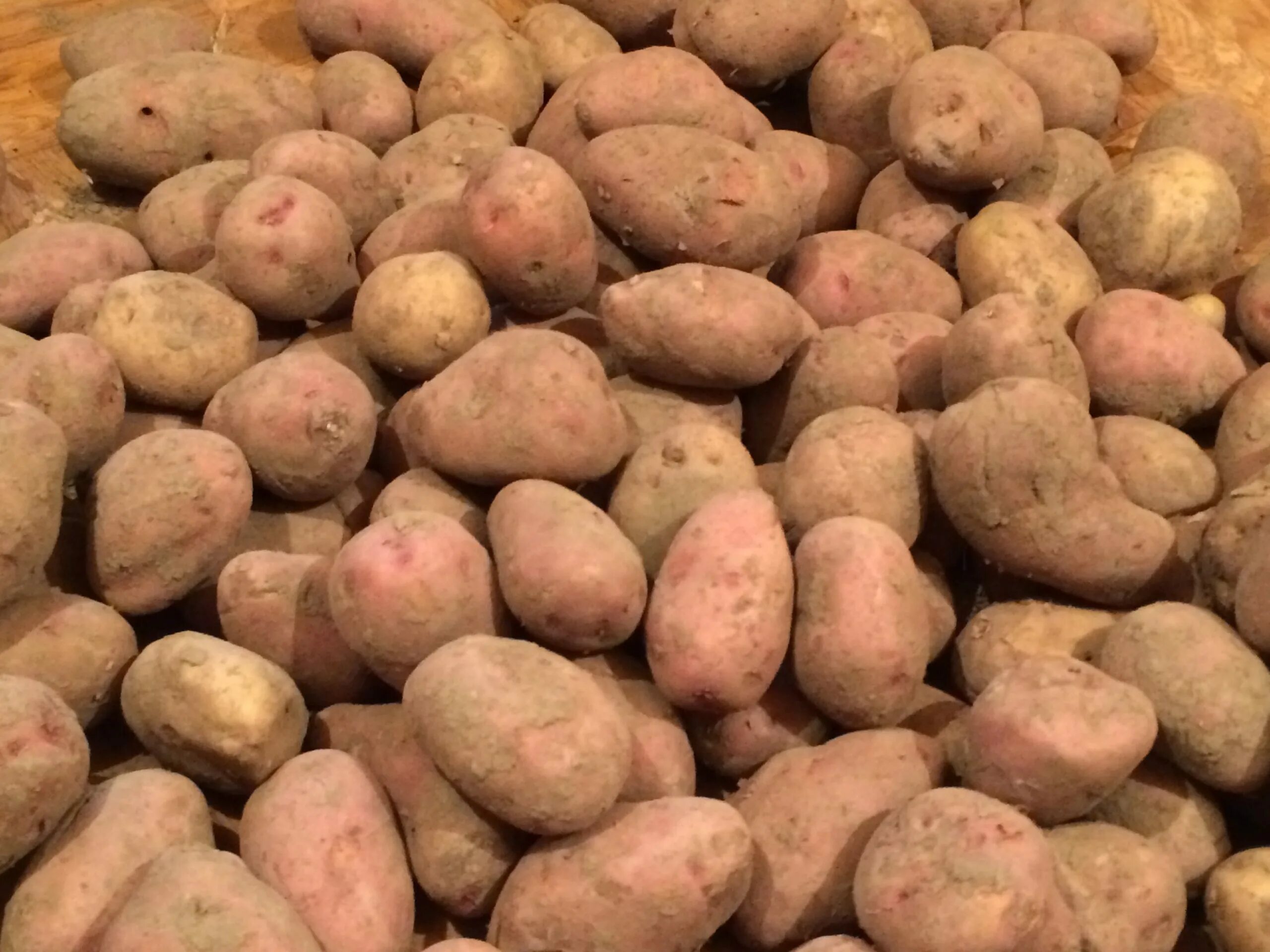 продается картофель. подам картофель. подам картофель. картофель домашний. подам картофель.