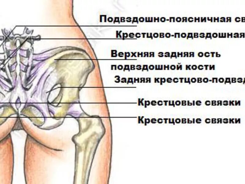 Задние крестцово-подвздошные связки. Подвздошная кость. Подвздошно поясничная связка. Правая подвздошная кость.