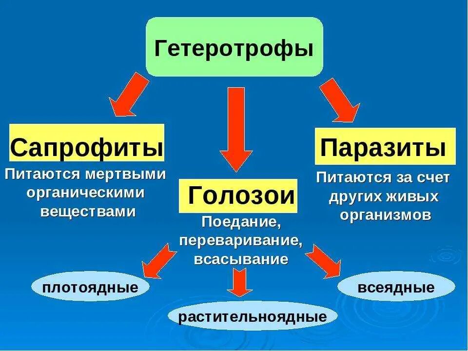 Что такое гетеротрофный тип питания. Типы питания гетеротрофы. гетеротрофный тип питания. гетеротрофный тип питания у бактерий. питание бактерий гетеротрофов схема.