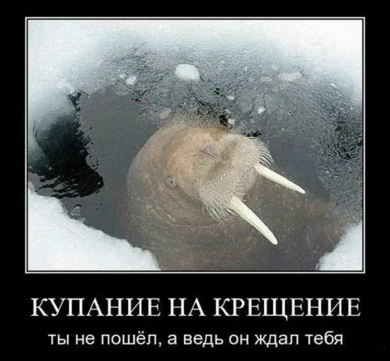 Крещенские купания мем. Крещенские купания демотиваторы. Мемы на крещение купание. Крещенские купания мем. Крещение мемы.