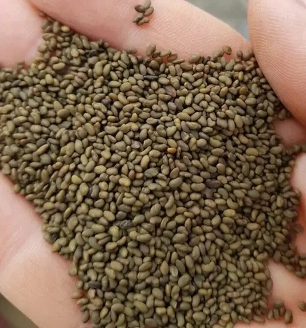 Семена люцерны фото. Семена люцерны. Люцерна зерно. Турецкий семена люцерны. Семена люцерна высшего сорта.