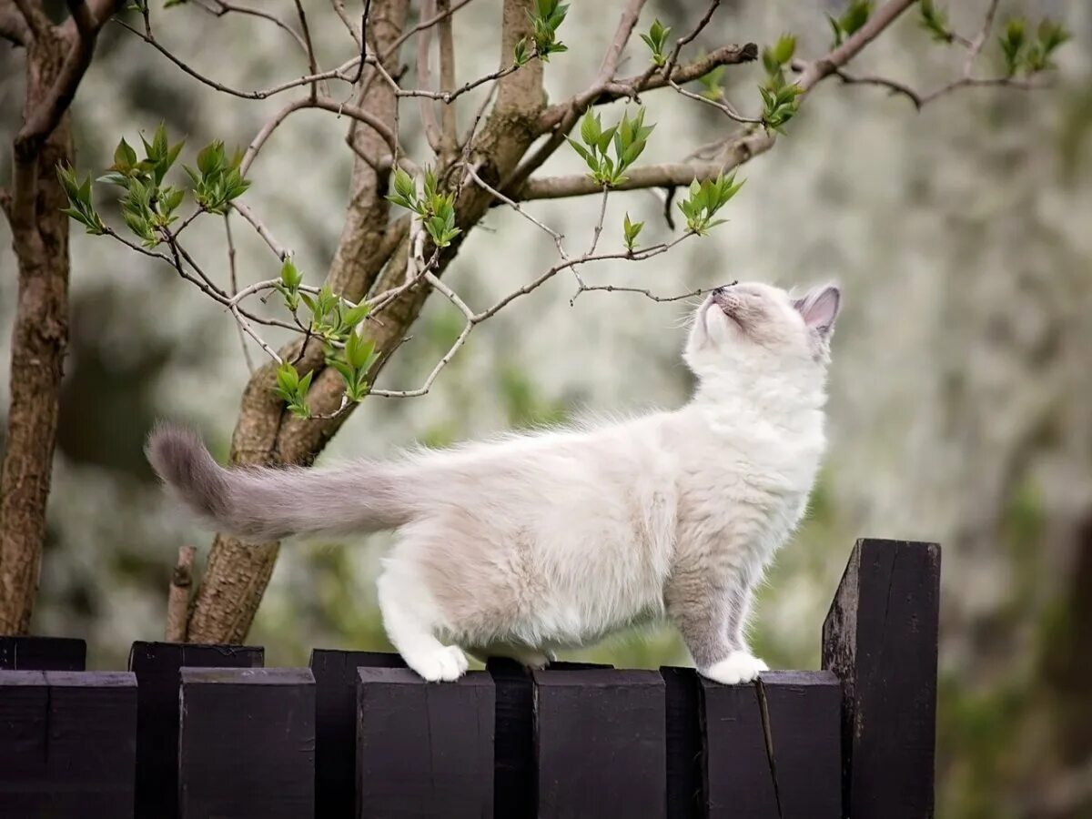 Весенняя кошечка. Кошкк весной. Кошка на заборе. Весенняя кошка.