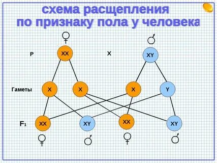 9 полов
