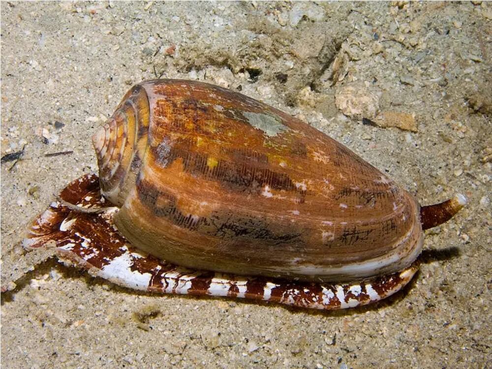 Десятиногий моллюск. Конус географус улитка. Conus моллюск. Мраморная улитка-конус. Ядовитый брюхоногий моллюск конус.