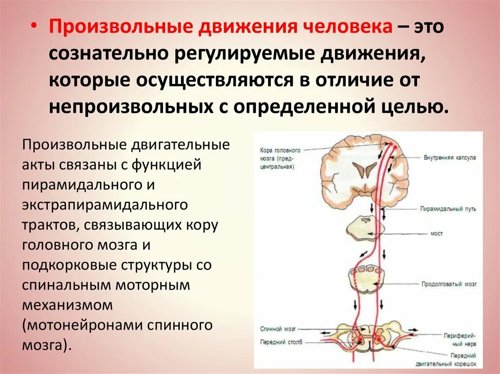 Нарушение контроля движений. Протзвольные жвиженич человека. Произвольные движения человека. Формирование произвольных движений. Регуляция произвольных движений.