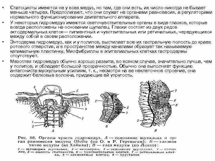 Статоцисты это