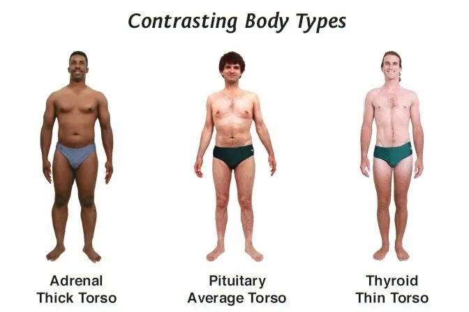 This type of body. Slim body type. body types man. виды накаченности. stocky body type.