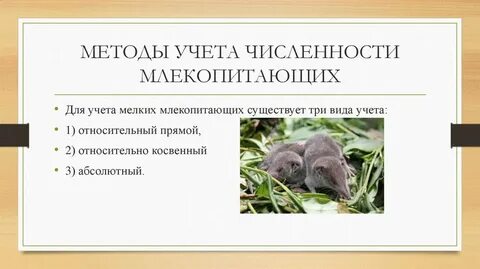 Методы учета мелких млекопитающих