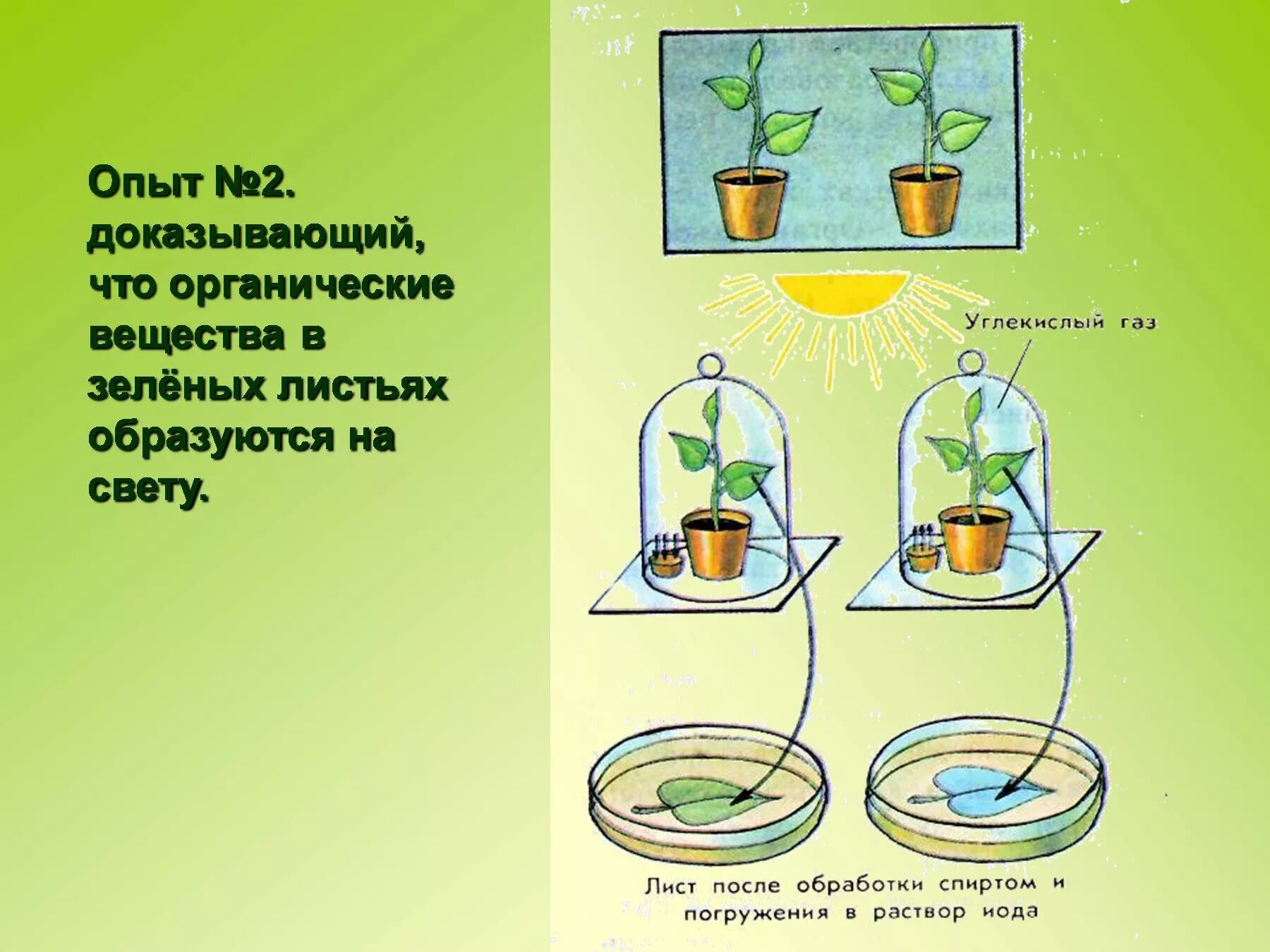 Полученный опыт который можно в. Эксперимент доказывающий фотосинтез. Опыты доказывающие фотосинтез. Опыт доказывающий фотосинтез растений. Опыты по фотосинтезу у растений.