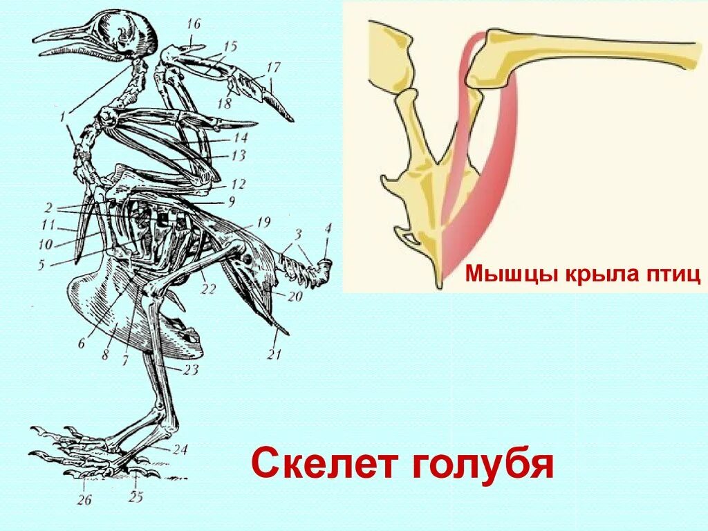 Скелет голубя. Скелет птицы голубя. Пояса конечностей птиц. Скелет сизого голубя.