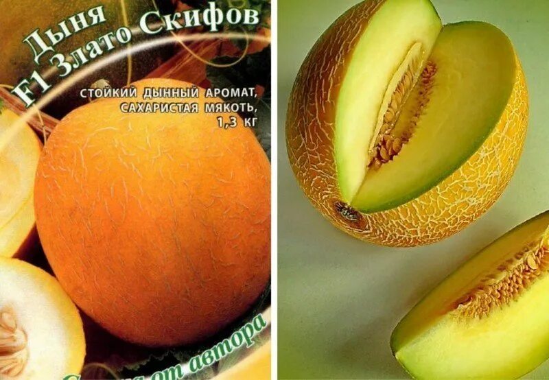 Дыня скифов. Дыня скифов. Дыня злато скифов f1. Гавриш дыня злато скифов f1. Дыня шаршо.