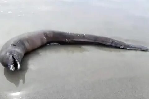 Дикое существо без ног фото