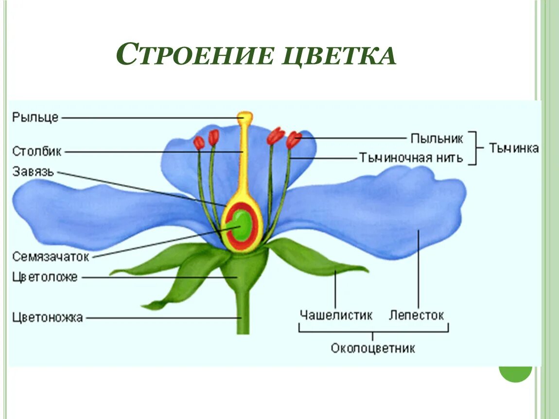 Строение цветковых рисунок