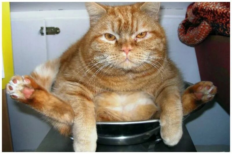Я вижу что нету