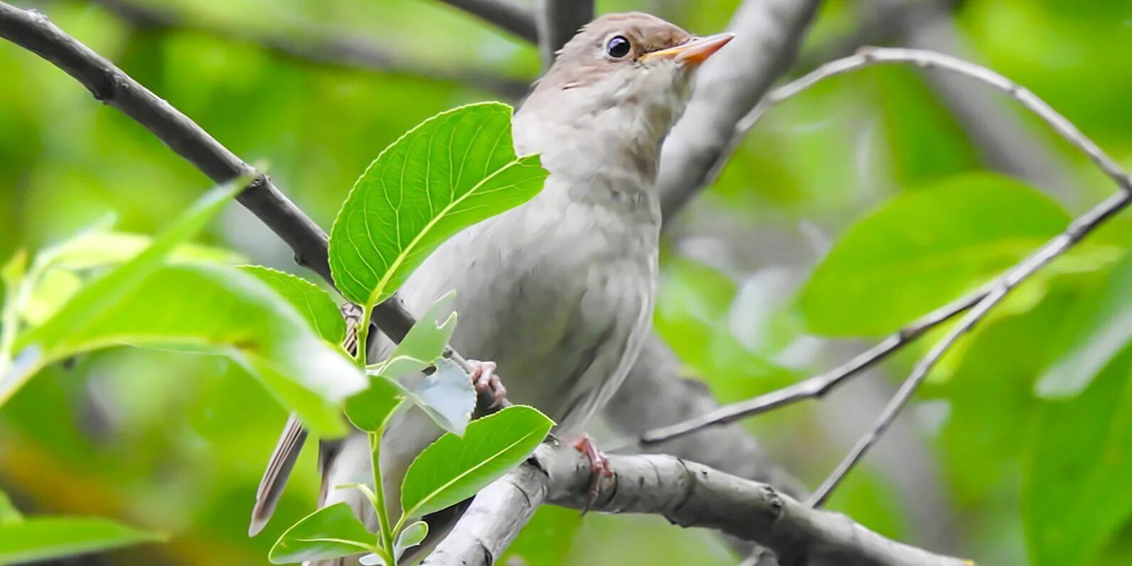 Довольная птица. Синица длиннохвостая лазоревка. American robin nesting on the ground. Птица довольная песня. Птицы в небе.