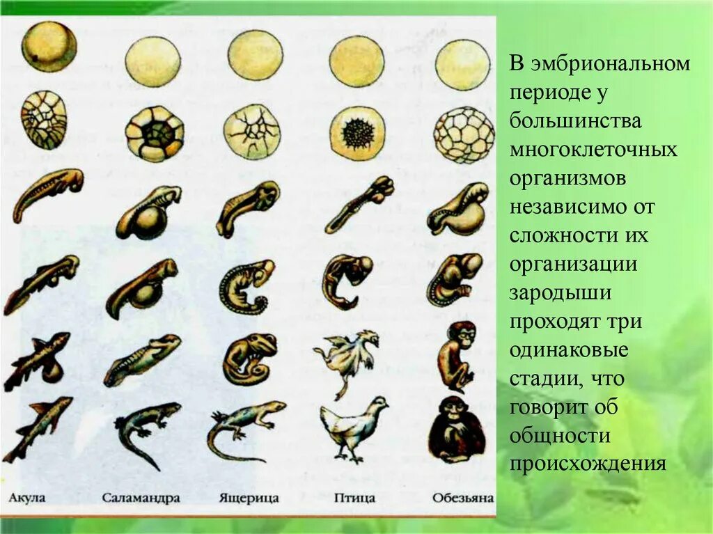 Этапами онтогенеза животных. Период эмбрионального развития организма. Эмбриональный период развития животных. 3 Этапа эмбрионального развития. Эмбриональный период онтогенеза.