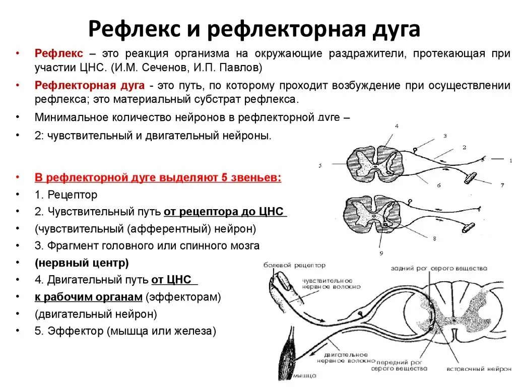 Схема трехнейронной рефлекторной дуги соматического рефлекса. Схема сложной рефлекторной дуги соматического рефлекса. Рефлекторная дуга сгибательного рефлекса схема. Структура и функции рефлекторной дуги.