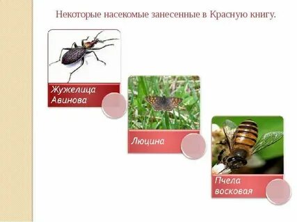 Какие насекомые занесены в красную
