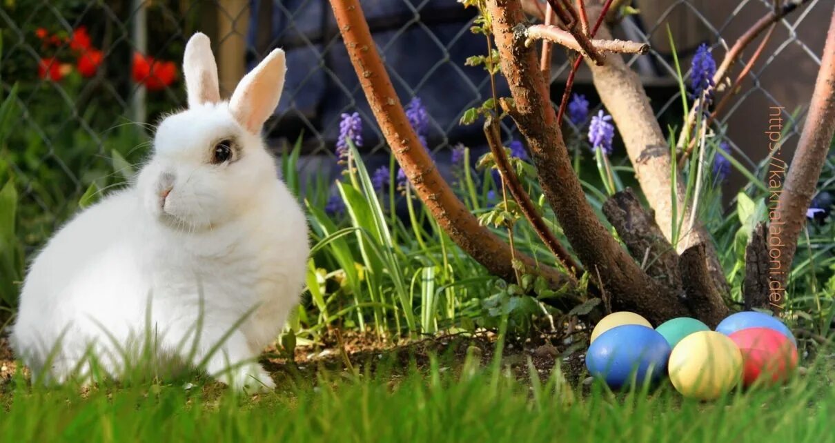 Католическая Пасха 2022. Пасхальный заяц. Пасхальный зайчик. Пасхальный кролик с яйцами. Пасхальный кролик фото