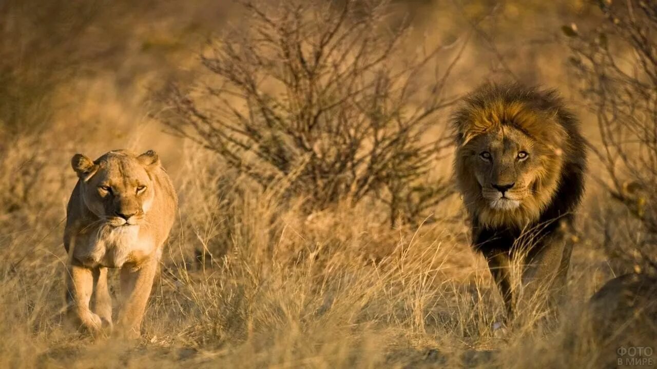 Прайд в саванне. Львы в саванне. Лев Калахари. Африканская Саванна Лев. Africa lion