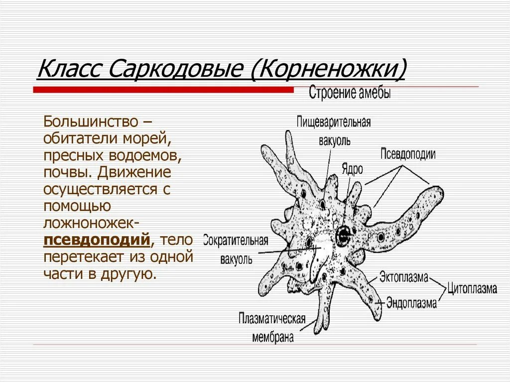 Сколько ядер у амебы