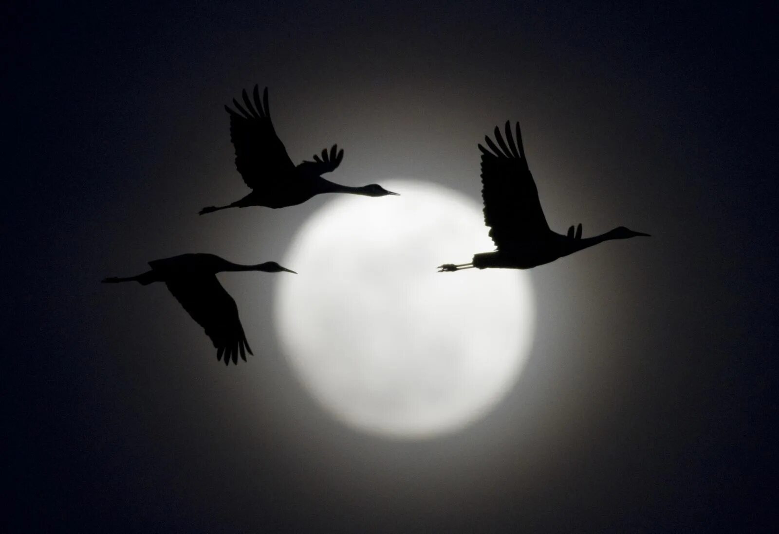 Птицы в небе. Журавль в небе. Птицы ночью летают. Птица в ночном небе. Журавли усталые