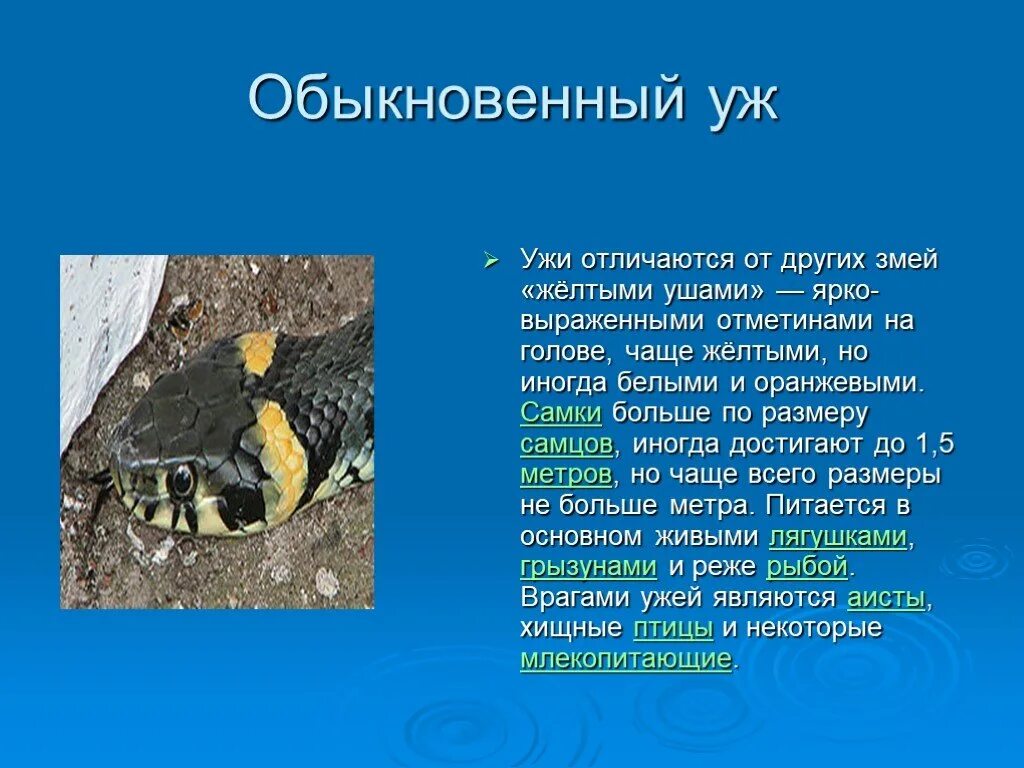 Размеры ужа обыкновенного. Гадюка уж медянка. Уж змея информация. Обыкновенный уж красная книга. Уж обыкновенный описание.