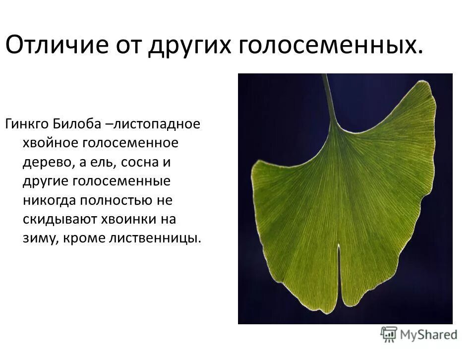 Гинкго двулопастный строение. Гинкго билоба строение. Гинкго голосеменное. Гинкго двулопастной Голосеменные.