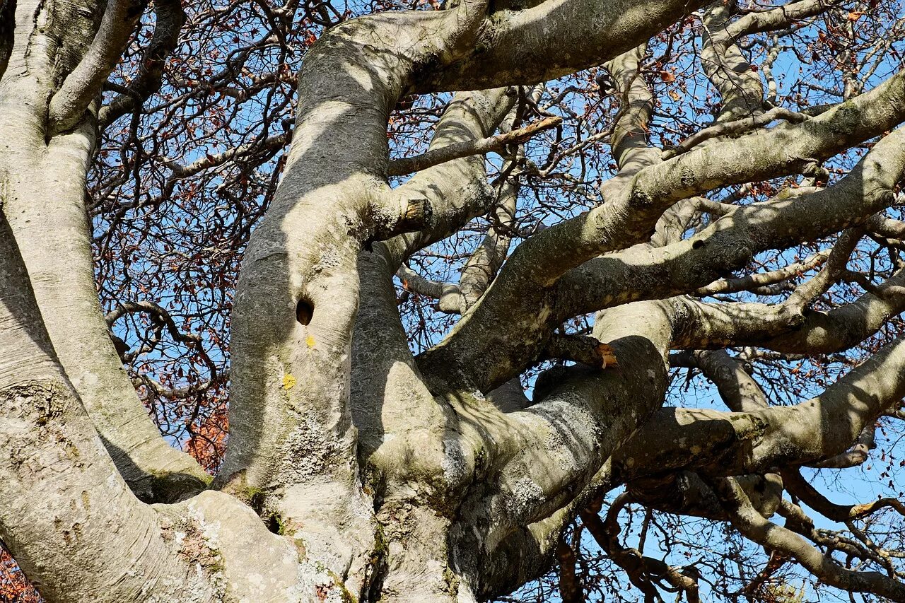 Old tree