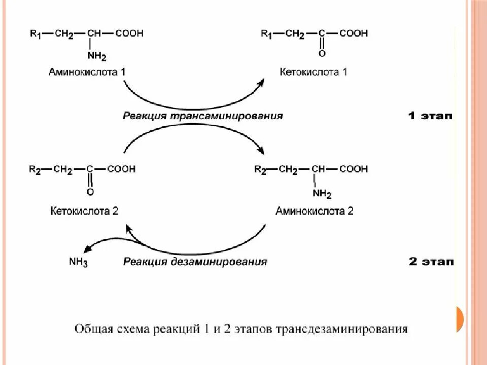 Белки синтезируются из аминокислот. Дезаминирование тирозина реакция. первый этап трансдезаминирования. синтез аминокислот и белков. реакция трансдезаминирования.
