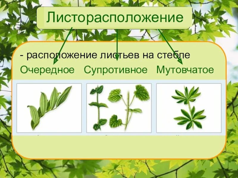 Лист располагается листу. Листорасположение листьев очередное супротивное мутовчатое. супротивное строение листа. типы листорасположения листьев. тип листорасположения у клевера.