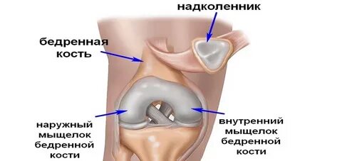 Коленная чашечка это отдельная кость